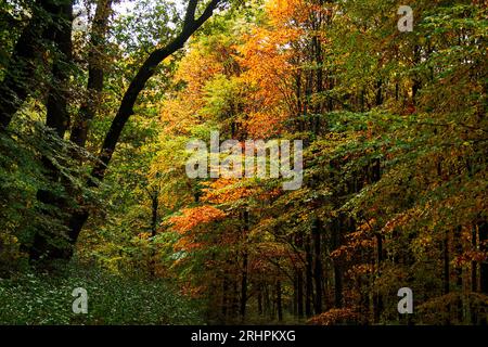 Passeggiata nella foresta autunnale di Teutoburgo nella valle di Furlbach Foto Stock