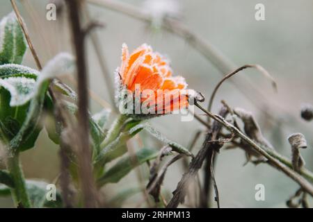 Marigold con gelo Foto Stock