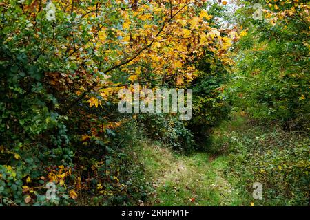 Passeggiata nella foresta autunnale di Teutoburgo nella valle di Furlbach Foto Stock