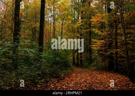 Passeggiata nella foresta autunnale di Teutoburgo nella valle di Furlbach Foto Stock