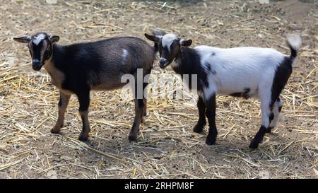 Un paio di caprini in piedi in una penna per animali Foto Stock