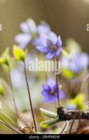 Liverworts sul Jakobsberg a Steinhagen Foto Stock