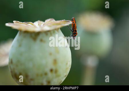 Un cimice di cannella (Corizus hyoscyami) è seduto su un papavero verde, in Germania Foto Stock