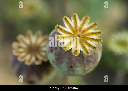 Cialde di semi di papavero ornamentale, vista dall'alto, Germania Foto Stock