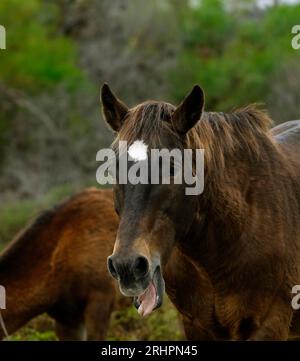 Cavalli selvatici (selvatici), zone umide del fiume Bot, Overberg, Sudafrica. Foto Stock