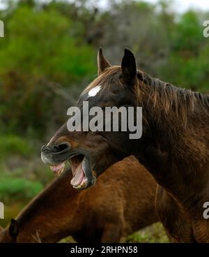 Cavalli selvatici (selvatici), zone umide del fiume Bot, Overberg, Sudafrica. Foto Stock