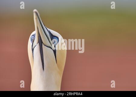 Germania, Mare del Nord, Heligoland, gannet, Morus bassanus, ritratto, frontale Foto Stock