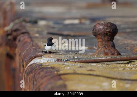 Germania, Mare del Nord, Heligoland, Oystercatcher, Haematopus ostralegus Foto Stock