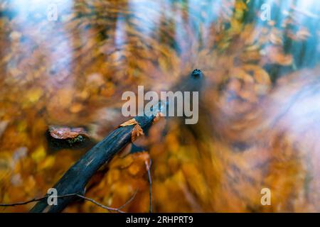 Stretta Luzin in autunno, Meclemburgo-Pomerania occidentale, Germania Foto Stock