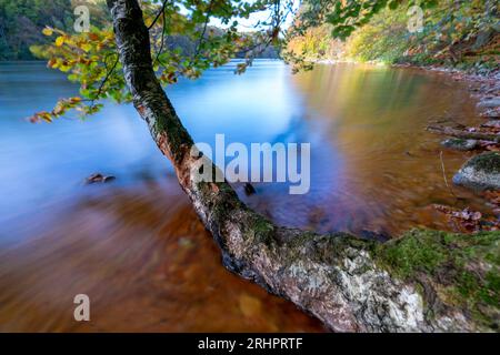 Stretta Luzin a Feldberg, foglie autunnali galleggianti in acqua, Meclemburgo-Pomerania occidentale, Germania Foto Stock