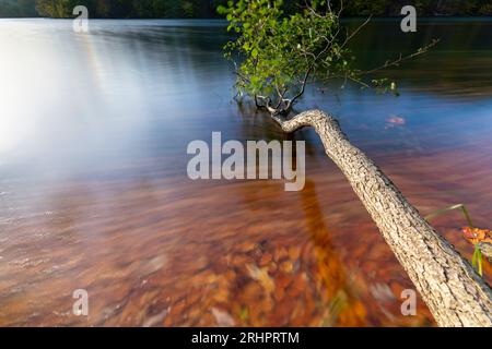 Stretta Luzin a Feldberg, foglie autunnali galleggianti in acqua, Meclemburgo-Pomerania occidentale, Germania Foto Stock