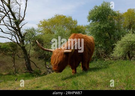 Scottish Highland Cattle in Kennem Dunes National Park, Haarlem, North Holland, Noord-Holland, Benelux, paesi del Benelux, Paesi Bassi Foto Stock