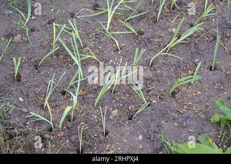 Porri piccoli piantati in buchi fatti da dibber, su assegnazione britannica alla fine della stagione estiva Foto Stock