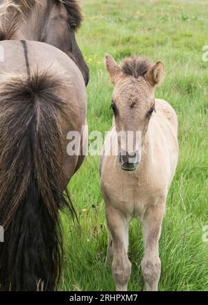 Islanda sudoccidentale all'inizio dell'estate 2021, cavallo islandese con puledro Foto Stock