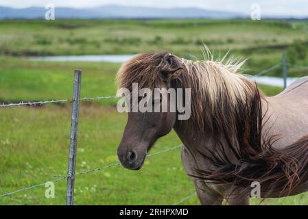 Islanda sud-occidentale all'inizio dell'estate 2021, cavallo islandese Foto Stock