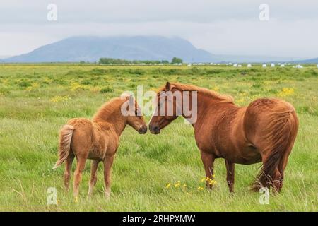 Islanda sudoccidentale all'inizio dell'estate 2021, cavallo islandese con puledro Foto Stock