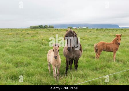 Islanda sudoccidentale all'inizio dell'estate 2021, cavallo islandese, due puledri Foto Stock