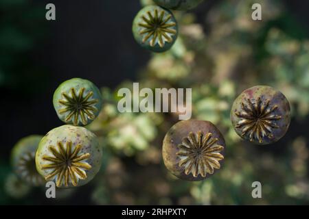 Cialde di semi di papavero ornamentale, vista dall'alto, Germania Foto Stock