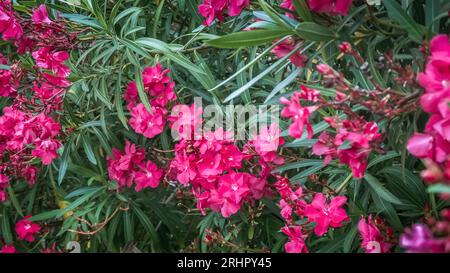 Oleander a Sallèles d'Aude. Foto Stock