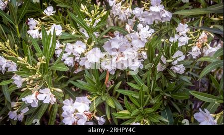 Oleander a Sallèles d'Aude. Foto Stock