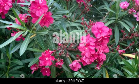 Oleander a Sallèles d'Aude. Foto Stock