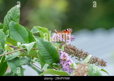 Farfalla pavone su buddleia Foto Stock