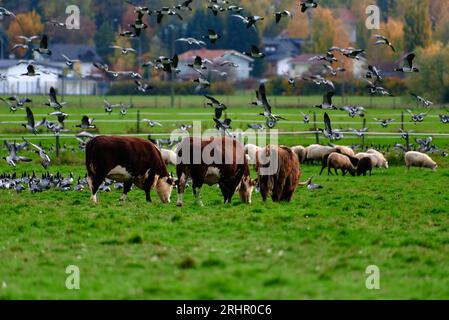 Pecore, mucche e bestiame delle Highland che mangiano in un pascolo recintato e insieme a un grande gregge di oche di barnacle che volano e a terra con alberi ad Aut Foto Stock