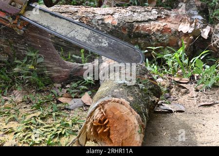 Vista laterale di una motosega portatile a benzina in funzione, la motosega inizia a tagliare uno stelo di un albero di sollevamento che viene posato sul terreno. Foto Stock