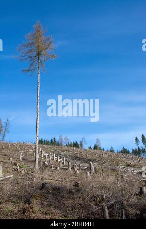 Rottura del legno causata dalla siccità e dallo scarabeo di corteccia a Sauerland, in Germania. Foto Stock