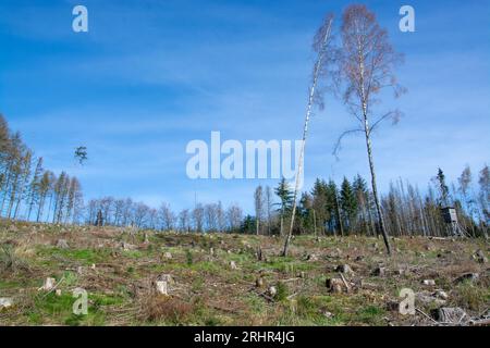 Rottura del legno causata dalla siccità e dallo scarabeo di corteccia a Sauerland, in Germania. Foto Stock