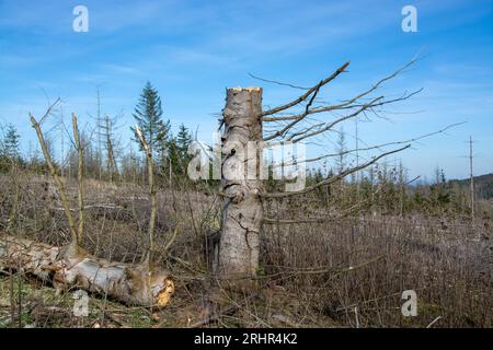 Rottura del legno causata dalla siccità e dallo scarabeo di corteccia a Sauerland, in Germania. Foto Stock