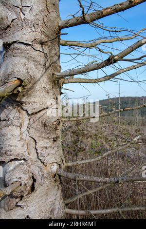 Rottura del legno causata dalla siccità e dallo scarabeo di corteccia a Sauerland, in Germania. Foto Stock