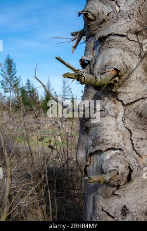 Rottura del legno causata dalla siccità e dallo scarabeo di corteccia a Sauerland, in Germania. Foto Stock