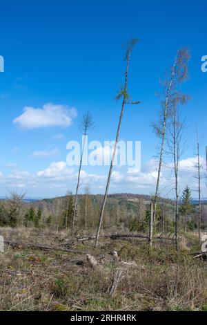 Rottura del legno causata dalla siccità e dallo scarabeo di corteccia a Sauerland, in Germania. Foto Stock