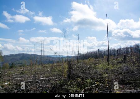 Rottura del legno causata dalla siccità e dallo scarabeo di corteccia a Sauerland, in Germania. Foto Stock