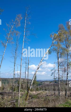 Rottura del legno causata dalla siccità e dallo scarabeo di corteccia a Sauerland, in Germania. Foto Stock