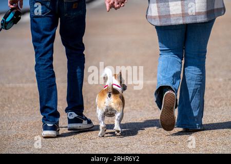 Piccolo cane che cammina con i suoi proprietari, Foto Stock