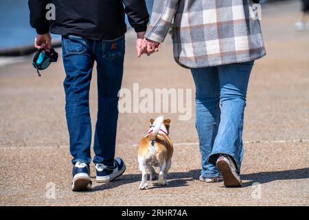 Piccolo cane che cammina con i suoi proprietari, Foto Stock