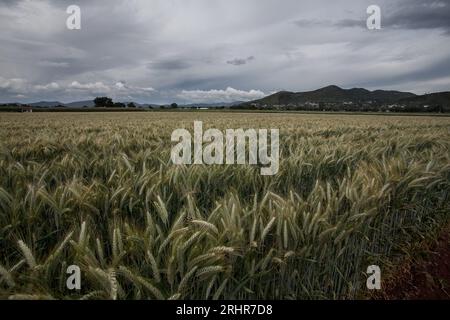 Piante sane di frumento in un campo di frumento in Messico Foto Stock