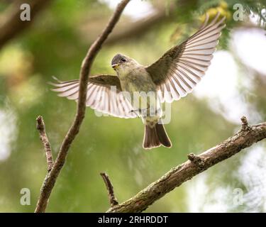 (Ottawa, Canada---18 agosto 2023) Willow flycatcher vicino al fiume Rideau. Copyright 2023 Sean Burges / Mundo Sport Images. Foto Stock