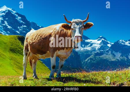 Mucca su prato di alta montagna nelle Alpi svizzere Foto Stock