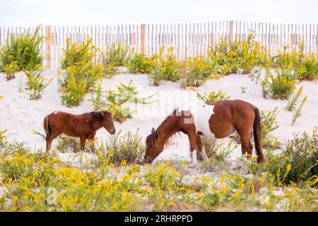 Una cavalla selvaggia e il suo puledro pascolano all'Assateague Island State Park, Maryland Foto Stock