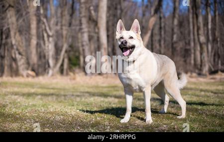 Un pastore tedesco x Husky, un cane misto di razza con un'espressione felice Foto Stock