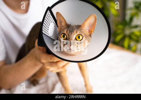 Ritratto ravvicinato di un gatto abissino blu con colletto elettronico, che viene tenuto in mano dall'uomo proprietario. cura e attenzione necessarie. Prot Foto Stock