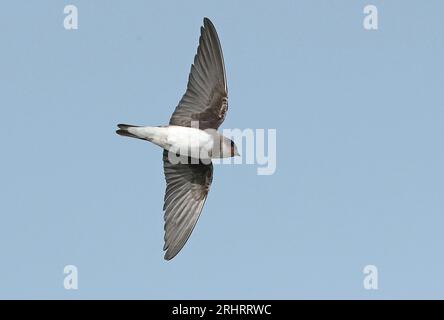 Sand martin (Riparia riparia), uccello giovane volante, veduta dal basso, Paesi Bassi, Paesi Bassi settentrionali, West Fisia Foto Stock