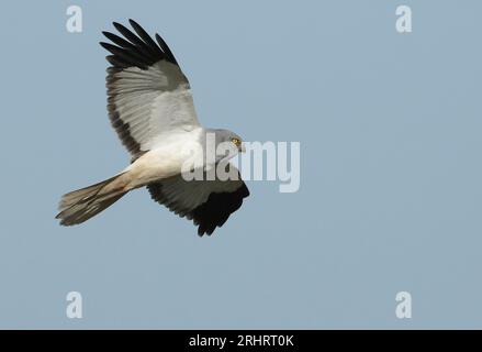 Hen harrier (Circus cyaneus), maschio adulto in volo, visto di lato, che mostra la parte sottostante, Paesi Bassi, Paesi Bassi settentrionali Foto Stock