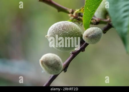 Pesca (Prunus persica), frutta non matura e vellutata su un pesco, Germania Foto Stock