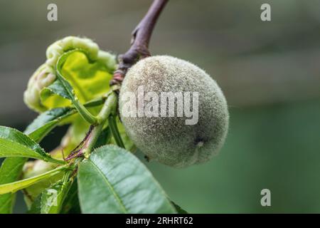 Pesca (Prunus persica), frutto non maturo e vellutato su un pesco, Germania Foto Stock