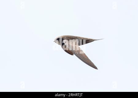 Rapido comune (Apus apus pekinensis, Apus pekinensis), in volo, vista laterale, Cina, Qinghai, lago Kokonor Foto Stock