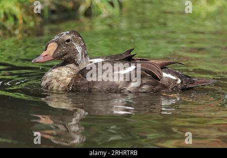 spectacled eider (Somateria fischeri), nuoto drake in eclissi plumage, vista laterale, Paesi Bassi Foto Stock